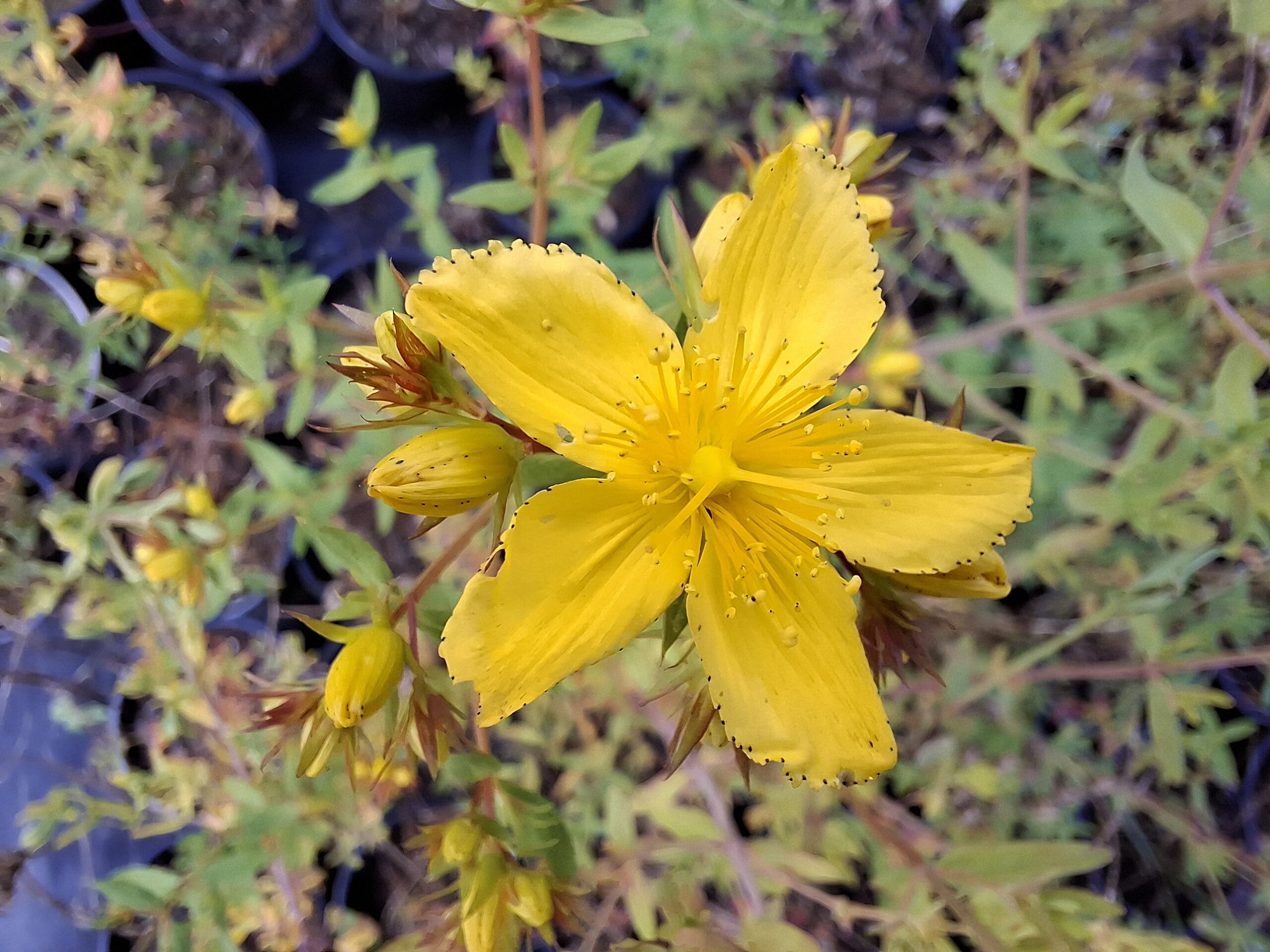 Millepertuis perforé (Hypericum perforatum)-image