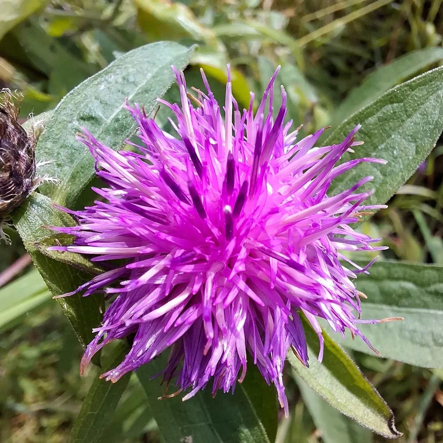 Centaurée des prés (Centaurea Jacea)-image