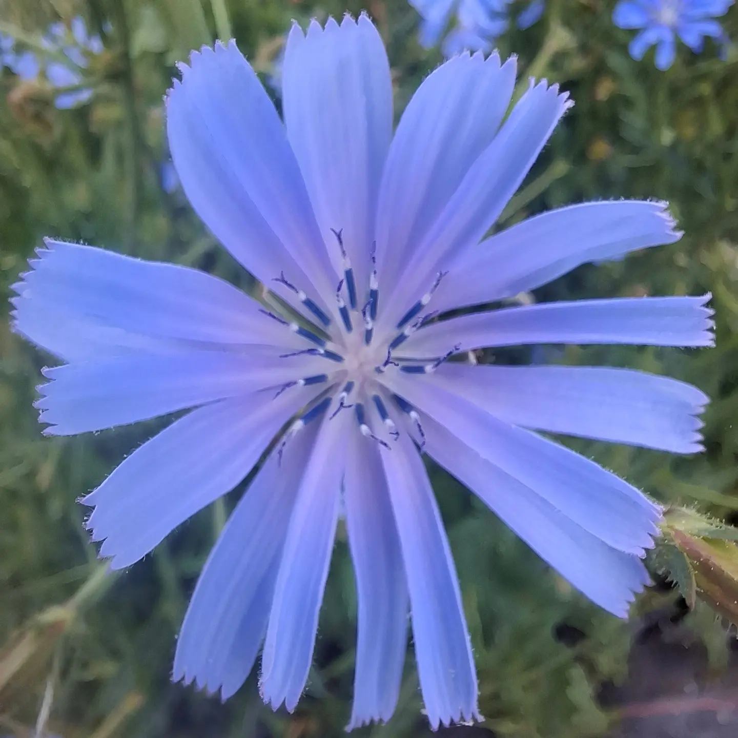 Chicorée sauvage - Cichorium intybus-image