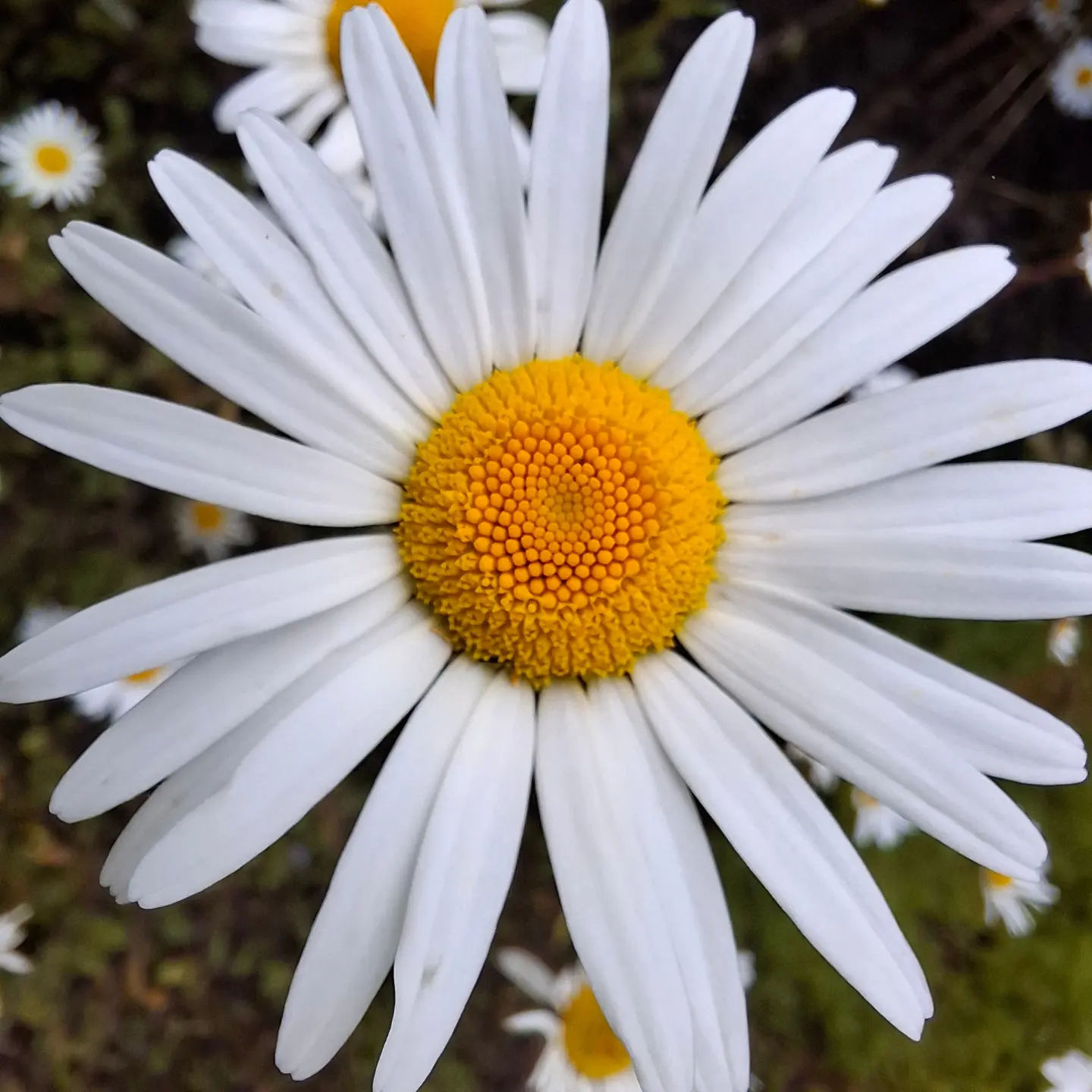 Grande marguerite (Leucanthemum vulgare)-image