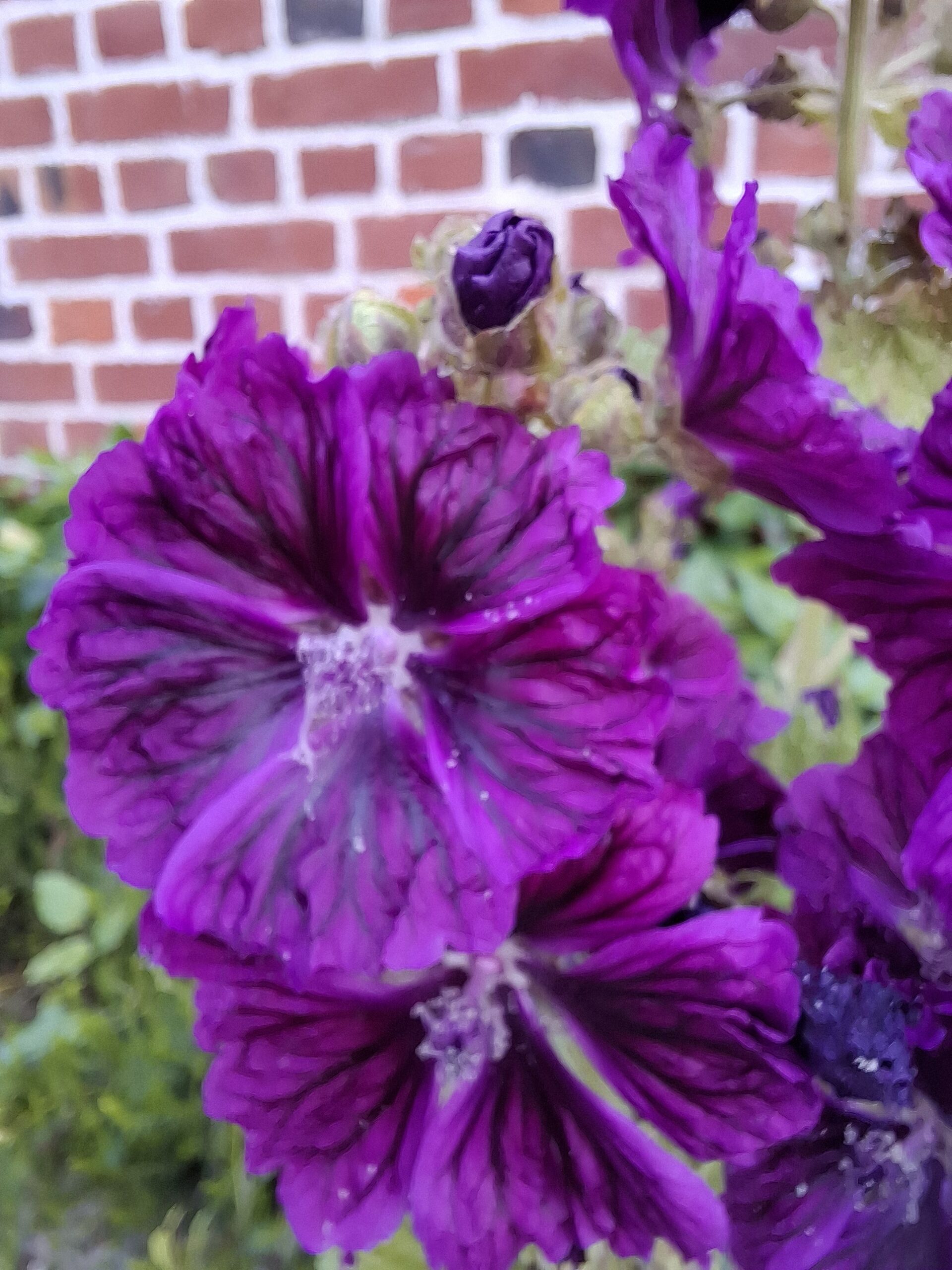 Grande mauve (Malva Sylvestris)-image