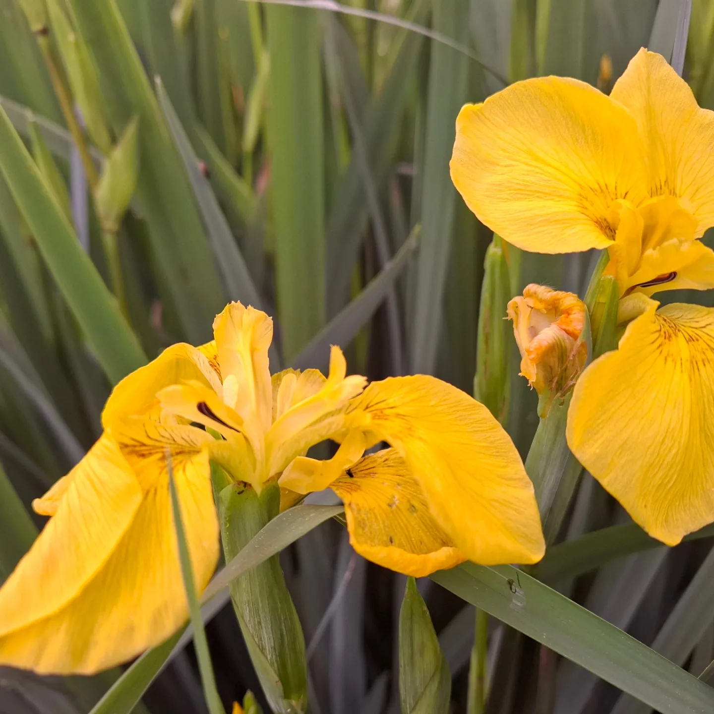 Iris des marais (Iris pseudacorus)-image