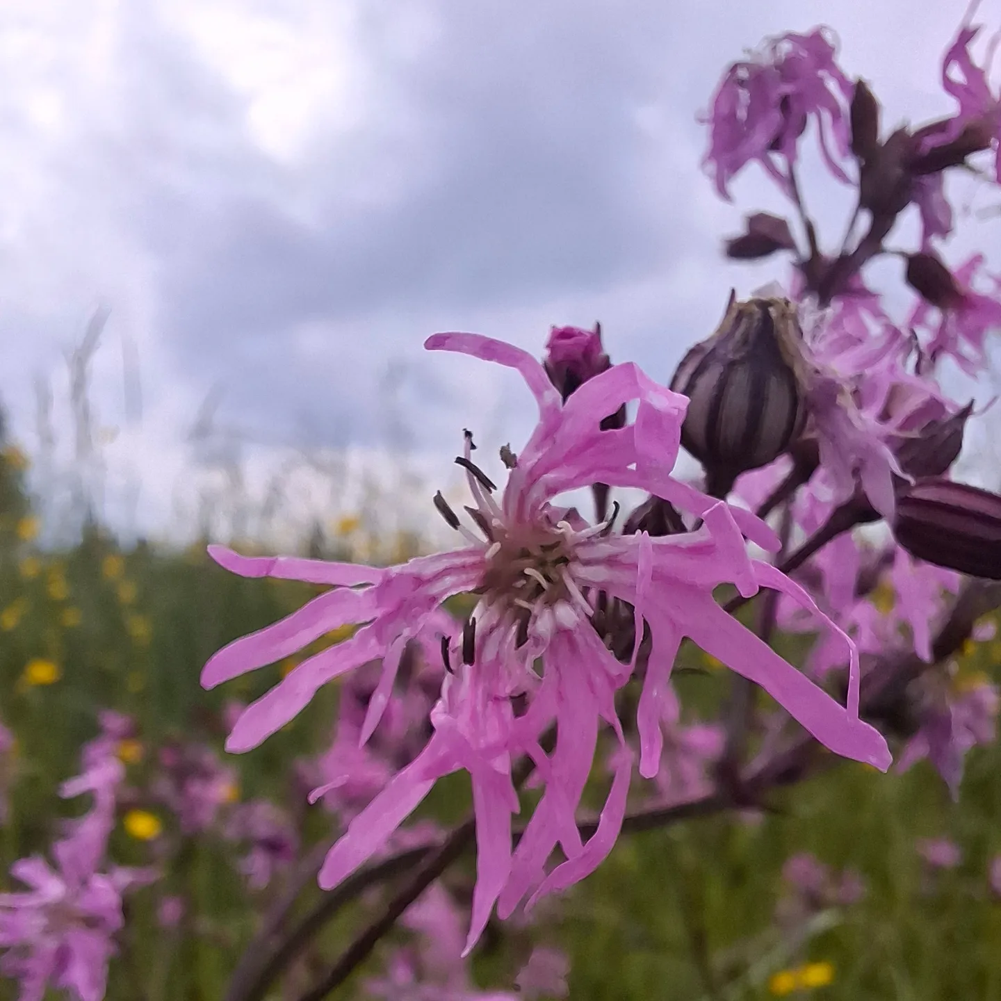 Fleurs de coucou (Lychnis flos-cuculi)-image