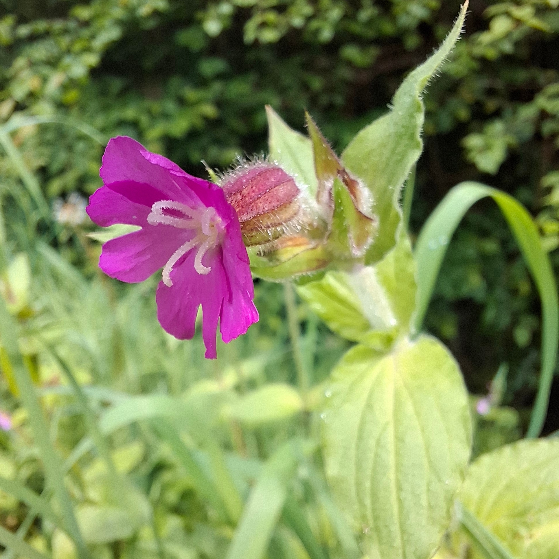 Compagnon rouge (Silene Dioica)-image