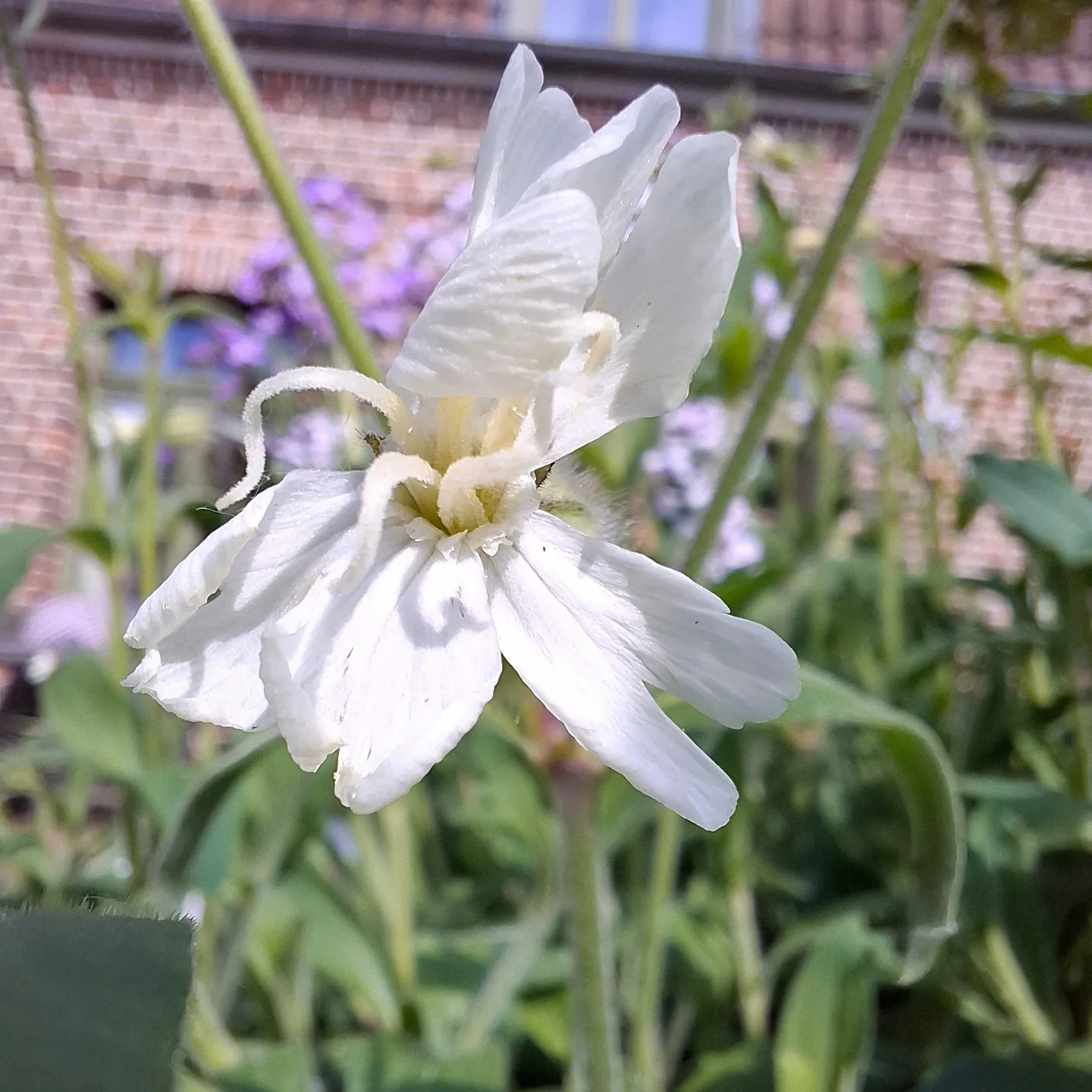 Compagnon blanc (Silene latifolia alba)-image