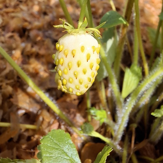 Fraisier Yellow Wnder