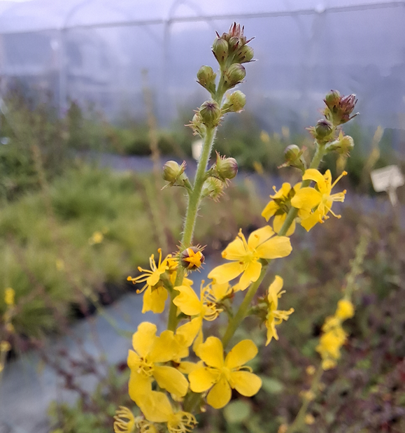 Aigremoine eupatoire (Agrimonia eupatoria)-image