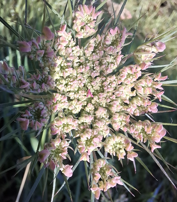 Eupatoire à feuille de chanvre (Eupatorium cannabinum)-image