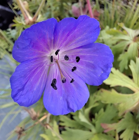 Géranium des prés (Geranium pratense)-image