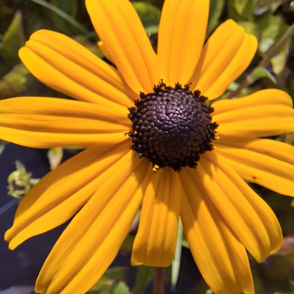 Rudbéckia Goldsturm