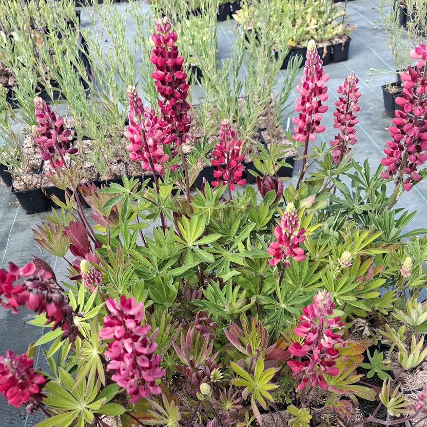 Lupin My Castle / Mon Chateau Rouge